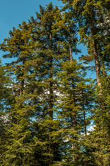 Hiking in a national park, panorama