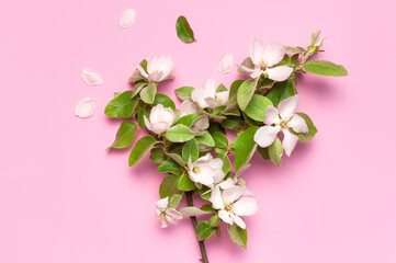 Spring nature background. Beautiful blooming spring branches on pink background flat lay top view copy space. Springtime concept, flowers composition, bloom delicate white flowers with green leaves