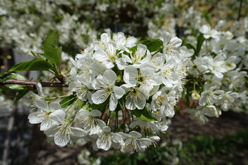 Inflorescence of sweet cherry tree in mid April