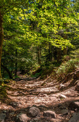Hiking in a national park, panorama