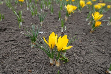 Cup shaped yellow flowers of crocuses in March