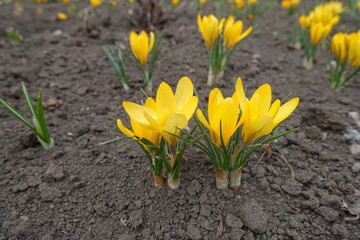 Flowers of yellow crocuses in early spring