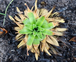 Cerrado Chapada dos veadeiros