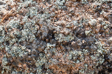 Background texture rock stone with moss