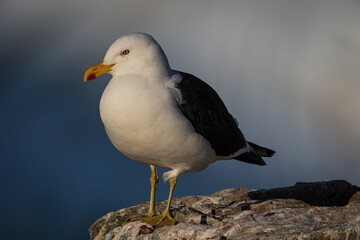 Kelp Gull in Antarctica (Larus dominicanus)