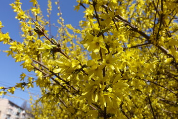 Florescence of forsythia against blue sky in April