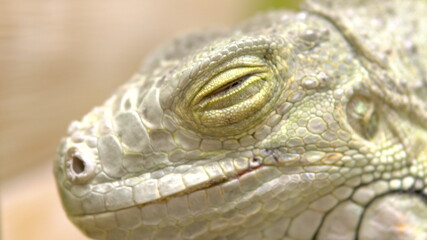 Fototapeta premium Eye of an iguana close up. Iguana big lizard basking in the sun