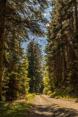 Hiking in a national park, panorama