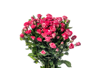 Bright roses Fireworks. Close up beautiful flower isolated on white studio background. Design elements for cutting. Blooming, spring, summertime, tender leaves and petals. Copyspace.