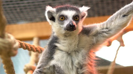 Ring-tailed lemur Sits on a branch and looks. Lemur tropical animal