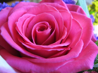pink rose closeup
