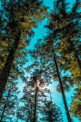Hiking in a national park, panorama	