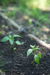 young plant in the ground, start of the growing season