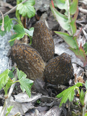 Morchella elata, the Black Morel, wild edible mushroom from Finland