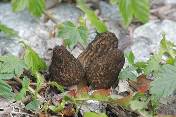 Black Morel, Morchella elata, wild edible mushroom from Finland