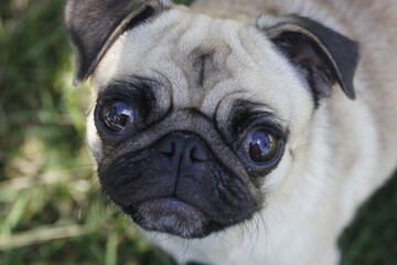 A serious and cute pug dog 