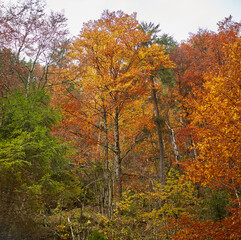 Fall landscape with colorful trees