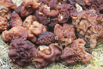 Gyromitra esculenta, known as the False Morel, deadly poisonous fungus from Finland