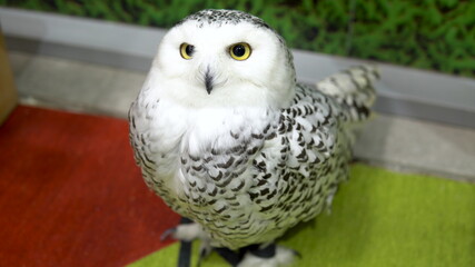 A polar owl sits and stares intently. White big owl