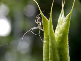 a small spider on a plant