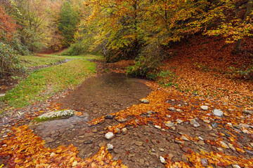 River flowing through colorful forest