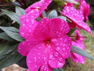 pink flower with rain drops