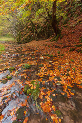 Plakat River flowing through colorful forest