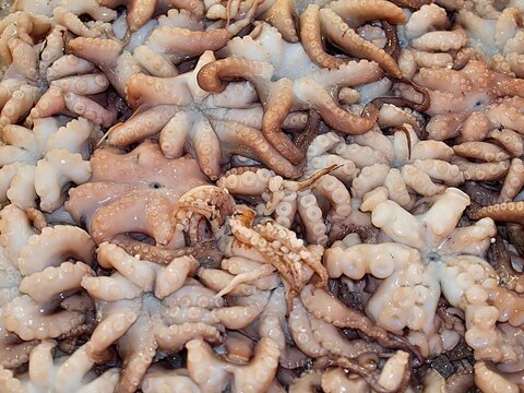 Many fresh octopuses at a food market