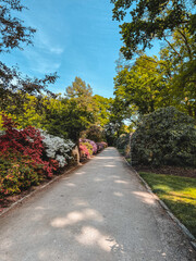 Obraz premium Rhododendron Park Sommerfarben Bremen