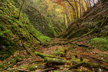 River flowing through colorful forest