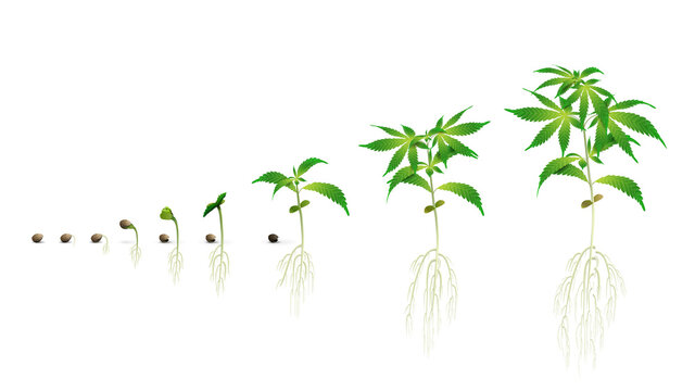 Stages of cannabis seed germination from seed to sprout, the growing season of cannabis, marijuana phases set, realistic illustration isolated on a white background for printing