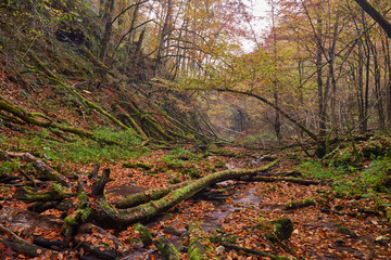 River flowing through colorful forest