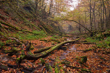 River flowing through colorful forest