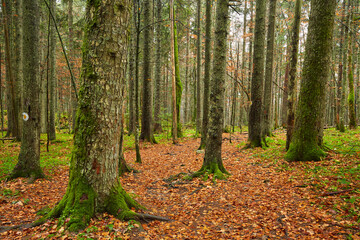 Fall landscape with colorful trees