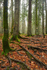 Fall landscape with colorful trees