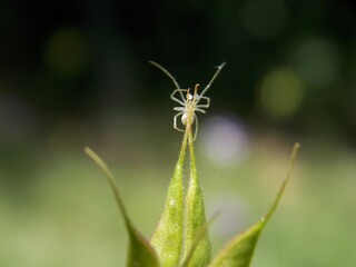 a small spider on a plant