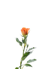 Bright roses good peach. Close up beautiful flower isolated on white studio background. Design elements for cutting. Blooming, spring, summertime, tender leaves and petals. Copyspace.