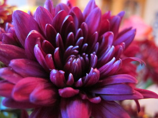 close up of purple flower