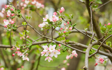 Fototapeta na wymiar Apple tree flower