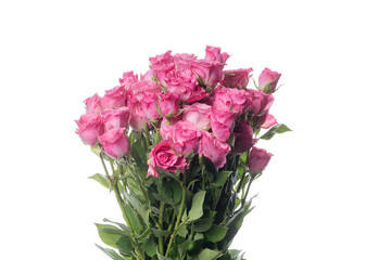 Bright pink roses Lianne. Close up beautiful flower isolated on white studio background. Design elements for cutting. Blooming, spring, summertime, tender leaves and petals. Copyspace.