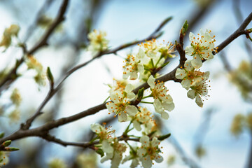 Plum tree flower background