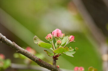 Apple tree bud