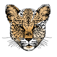 Leopard  Watercolor style illustration	
