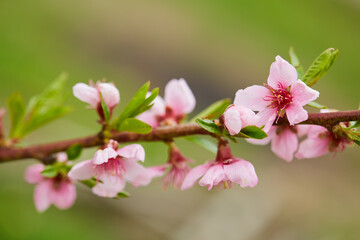 Peach tree flower