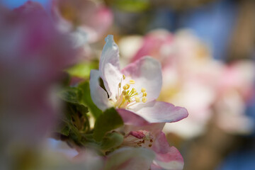 Apple tree flower