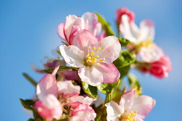 Apple tree flower