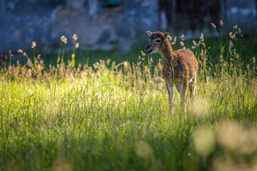 young mouflons in nature park