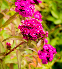 summer green grass flowers pink home garden