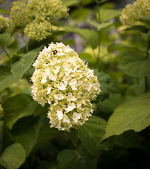 summer green grass hydrangea flowers white