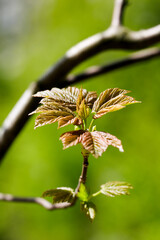 Young sycamore leaves